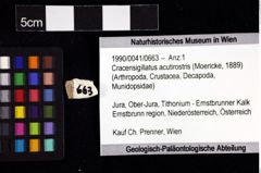 Foto (Objket + Etiketten) von Cracensigillatus acutirostris (Moericke, 1889) 